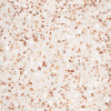 PT Terrazzo K10 41x41x1,8 cm - 0,3362 m2 Terrazzo PT Terrazzo 41x41x1,8
