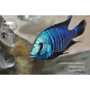 Copadichromis azureus - 5,5-7cm
