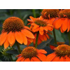 Echinacea purpurová Sombrero Adobe Orange - Echinacea purpurea (kontajner C2)
