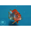 Labidochromis hongi 