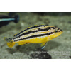 Melanochromis auratus Maleri Island - 3,5-4,5cm