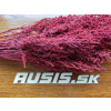 Stabilizovaná rástlina Stoebe - farba červená