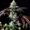 Pure Instinto - Garlic Cookies 5 ks - semená neobsahujú THC