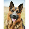 NORIMPEX Diamantové maľovanie Nemecký ovčiak 30 x 40 cm