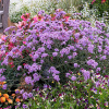 Verbena bonariensis ' Violet Blue' -Železník argentínsky ' Violet Blue'- AKCIA