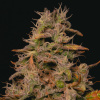 Pure Instinto - Forbidden Fruit Cake 3 ks - Semená neobsahujú THC