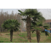Palma Frost -rezistentný Trachycarpus Fortunei P13 (Palma Frost -rezistentný Trachycarpus Fortunei P13)