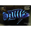 Chindongo demasoni Pombo Rocks - 4,5-6cm
