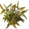 Dennerle Plants Alternanthera reineckii Mini - 1 ks