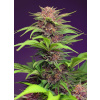 Red Mimosa XL Auto® - Sweet Seeds Balenie: 5+2ks