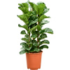 Ficus lyrata bambino 3pp 27x100 cm