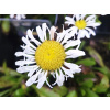 Margaréta Lacrosse - Leucanthemum x superbum Lacrosse (kontajner p15)