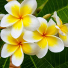 White Plumeria - vonný olej na výrobu sviečok (Frangipani - vôňa do vosku)