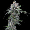 Cookies Seed Bank - Pie Piss 3 ks - Semená neobsahujú THC