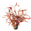 Dennerle Plants Alternanthera reineckii Red - 1 ks