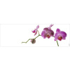 Obklad do kúpeľne mySPOTTI aqua Orchidee pink 140x45 cm