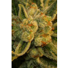 T.H. Seeds Bubblegum neobsahuje THC 5 semen