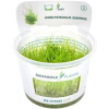 Dennerle Plants Amblystegium serpens CUP - 1 ks