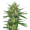 Sensi Seeds Semená kanabisu Tangerine Sugar® Feminized, 3-10 ks 10 ks