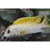 Labidochromis sp. perlmutt Higga Reef - 4,5-6cm