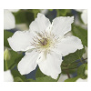 Plamienok FloraSelf Clematis kultivar 'Destiny' výška cca 90 cm kvetináč 2,3 l