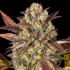 Barney´s Farm - Amnesia Haze Auto 3 ks - Semienka neobsahujú THC