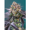 Red Strawberry Banana Auto - Sweet Seeds Balenie: 5ks