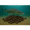 Boilies - JESETER - Black Halibut so syrom - Ø 24 mm 1 kg