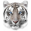 JERRY FABRICS Plyšová deka biely tyger