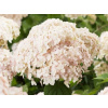 Hortenzie sadenica v nádobe 2-3 l 80-90 cm