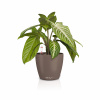 Lechuza geobra Kvetináč Lechuza Classico Color all-in-one set Farba: hnedá, Veľkosť: 14 (15 / 13 cm)