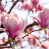 Magnolia - vonný olej na výrobu sviečok (Magnólia - vôňa do vosku)