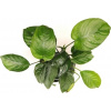 Dennerle Plants Anubias barteri XXL - 1 ks