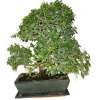 Izbová bonsai - Sagerethia thea 195