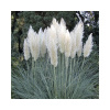Kortadéria dvojdomá zakrpatená FloraSelf Cortaderia selloana 'Pumila' výška 50-80 cm kvetináč 15 l