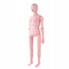 SucceBuy Anatomický Model Ženského Tela Realistický PVC 1530x450x210MM 10,3KG