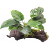 Dennerle Plants Anubias barteri on Root (s prísavkou) - 1 ks
