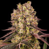 Barney´s Farm - Runtz Muffin 3 ks - Semienka neobsahujú THC