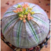 Vlk -grooved Euphorbia Osesa Ball (Vlk -grooved Euphorbia Osesa Ball)