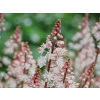 Mitrovnička wherryi - Tiarella wherryi (kontajner p9)