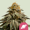 Royal Queen Seeds Cannabis Seeds Royal Skywalker Feminized 3 ks