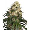 Sensi Seeds Cannabis Seeds White Biscotti OG XXL Feminized by White Label, 3-10 ks 3 pcs