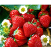 Strawberry Sengana 10ks pre šťavy šťavy (Strawberry Sengana 10ks pre šťavy šťavy)