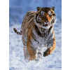 Ravensburger Tiger in Winter 500 dielov