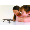 MAC TOYS Kostra Mosasaurus