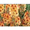 Divízna Honey Dijon - Verbascum Honey Dijon (kontajner C2)