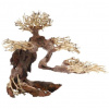 Dupla Bonsai M 30x15x23 cm