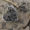 Šalvia lekárska - list celý - Salvia officinalis - Folium salviae 250 g