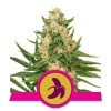 Royal Queen Seeds Fat Banana Balenie: 5