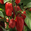 Paprika Sweet Heat F1 - Capsicum annuum - semená - 6 ks